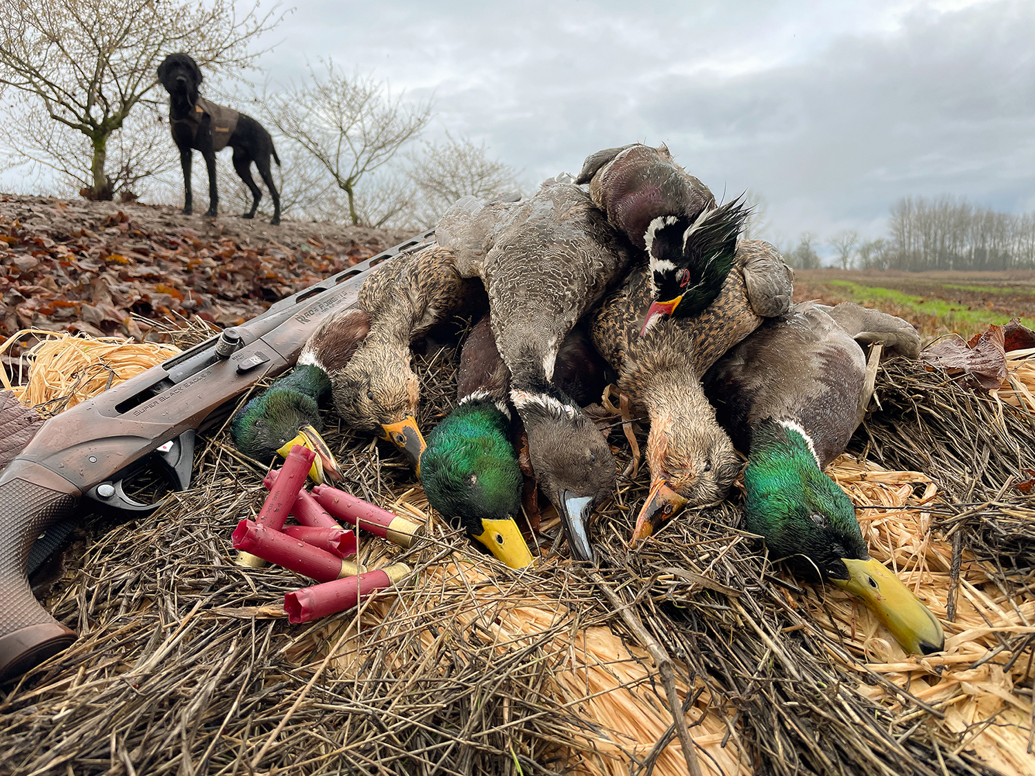 SBE3 28ga. with limit of ducks 