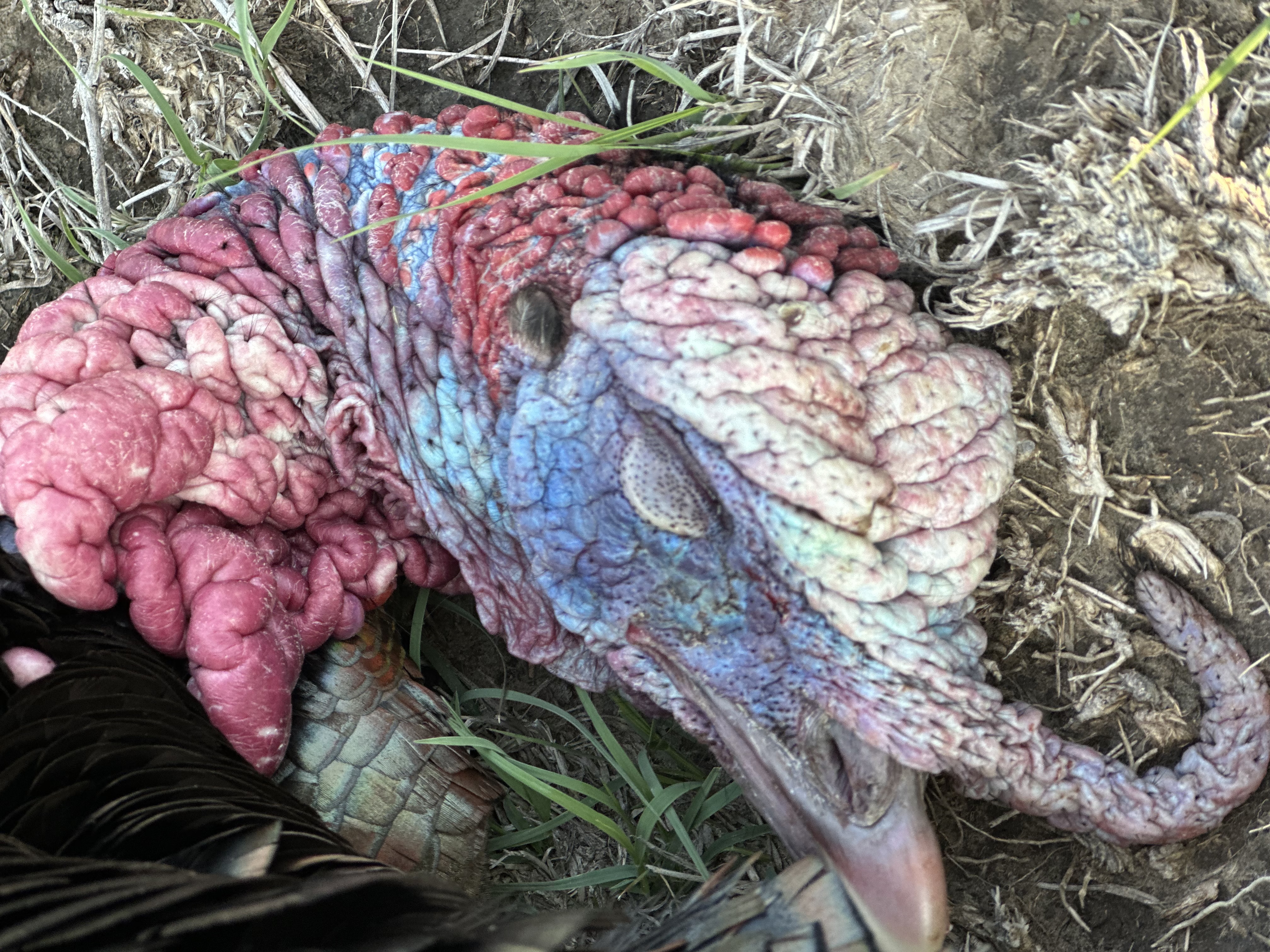 Tom the Turkey 