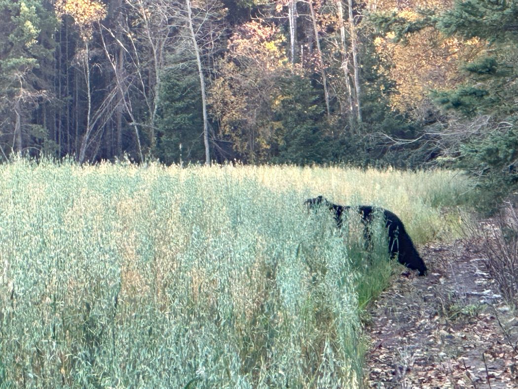 Bear walking into oat field 