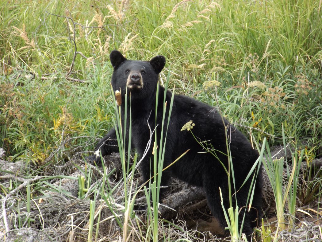 Bear looking up from the oat field 