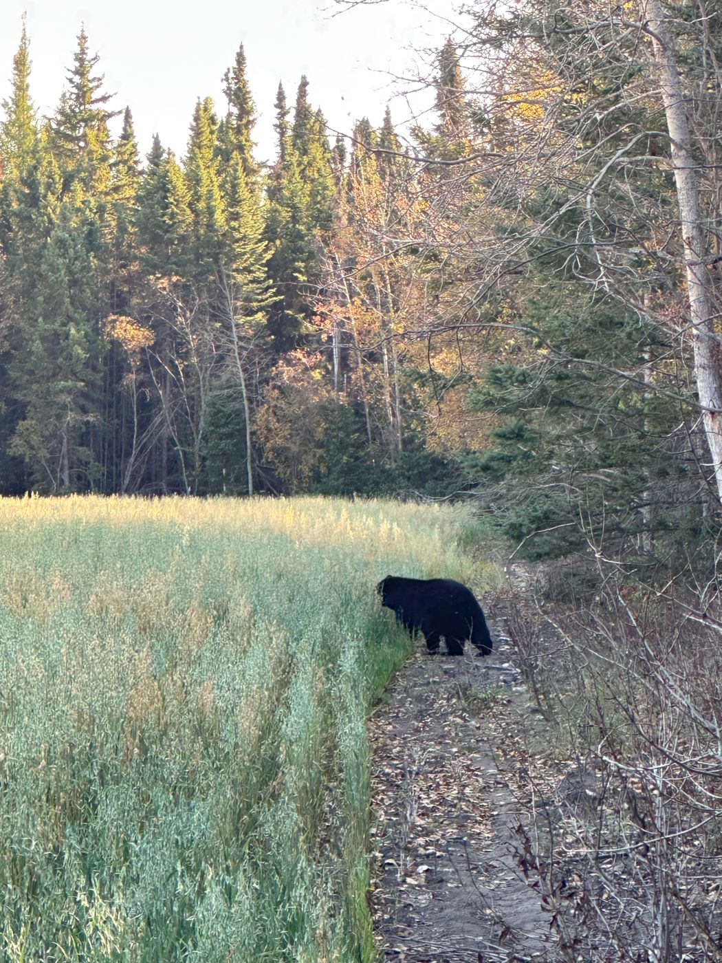 Bear walking