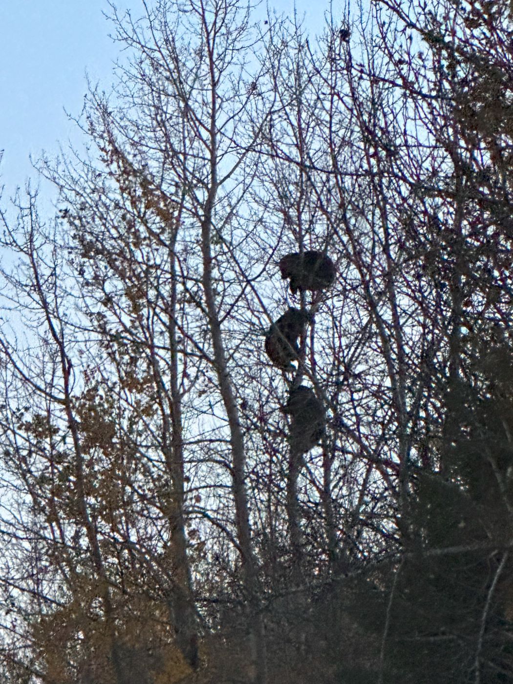 3 bears in a tree