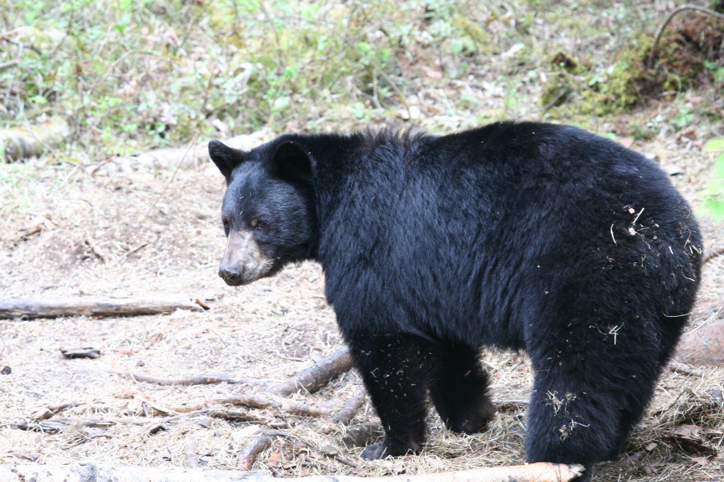 Big black bear 