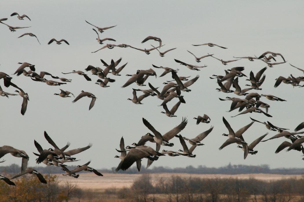Flock of Geese in gray sky flying 