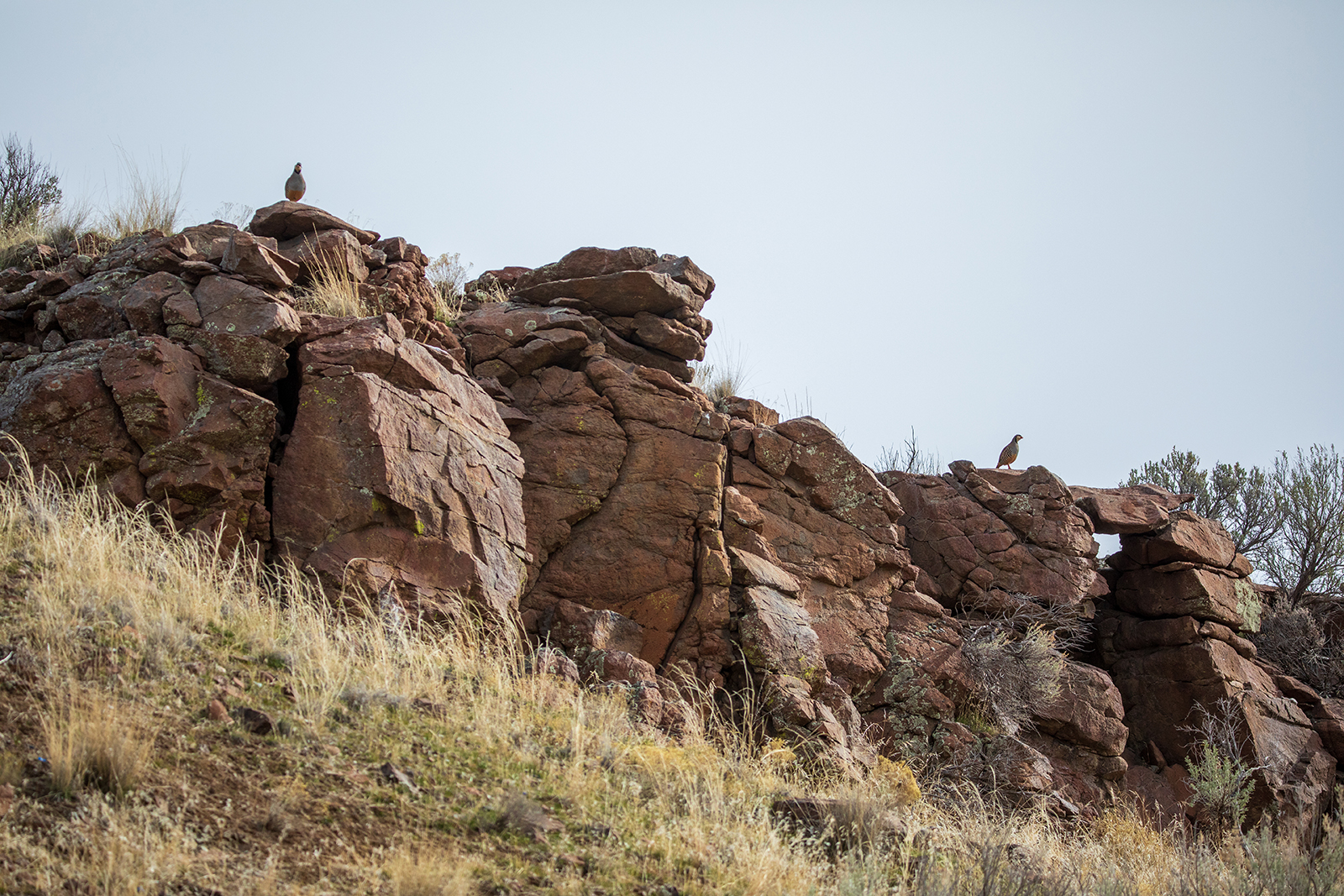 Chukar's on rocks 
