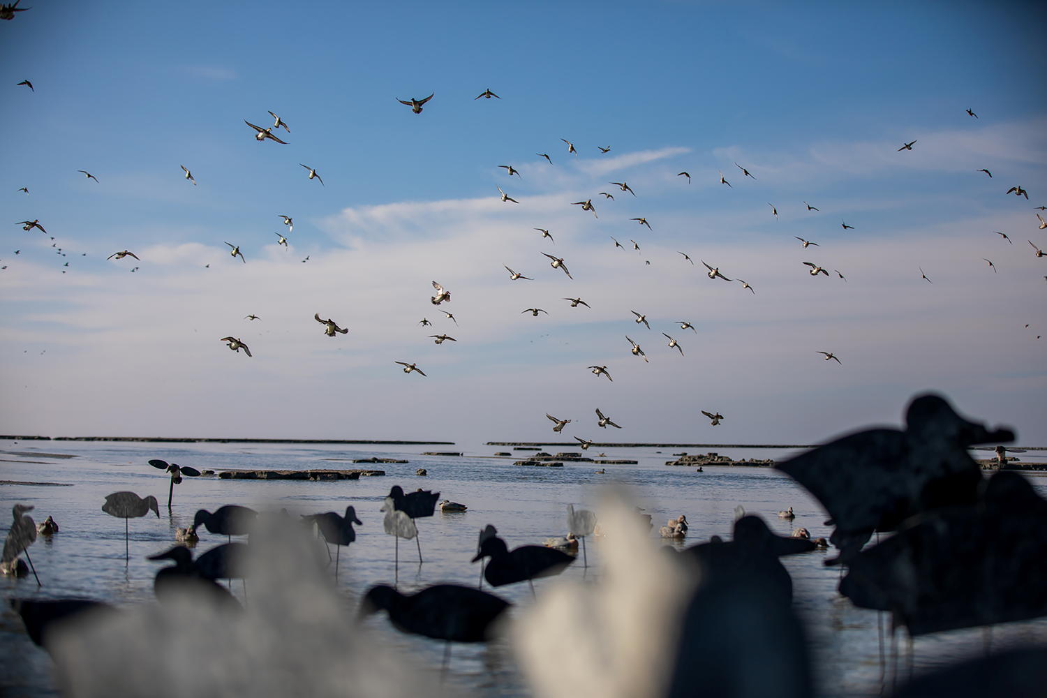 Sky full of ducks over a pond