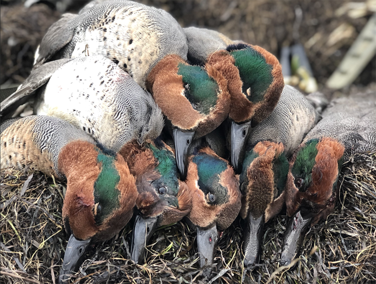 Green Wing Limit 