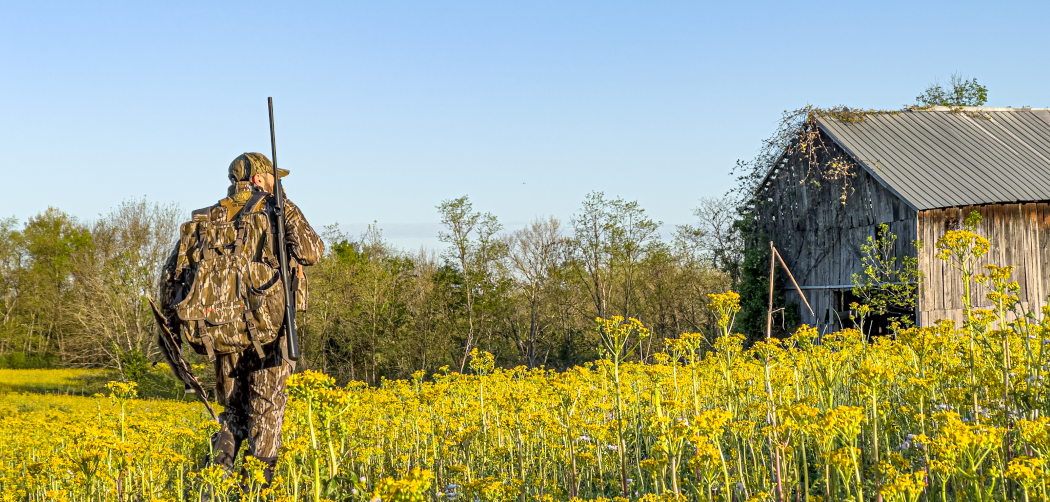 Turkey Hunter in Field with old barn 