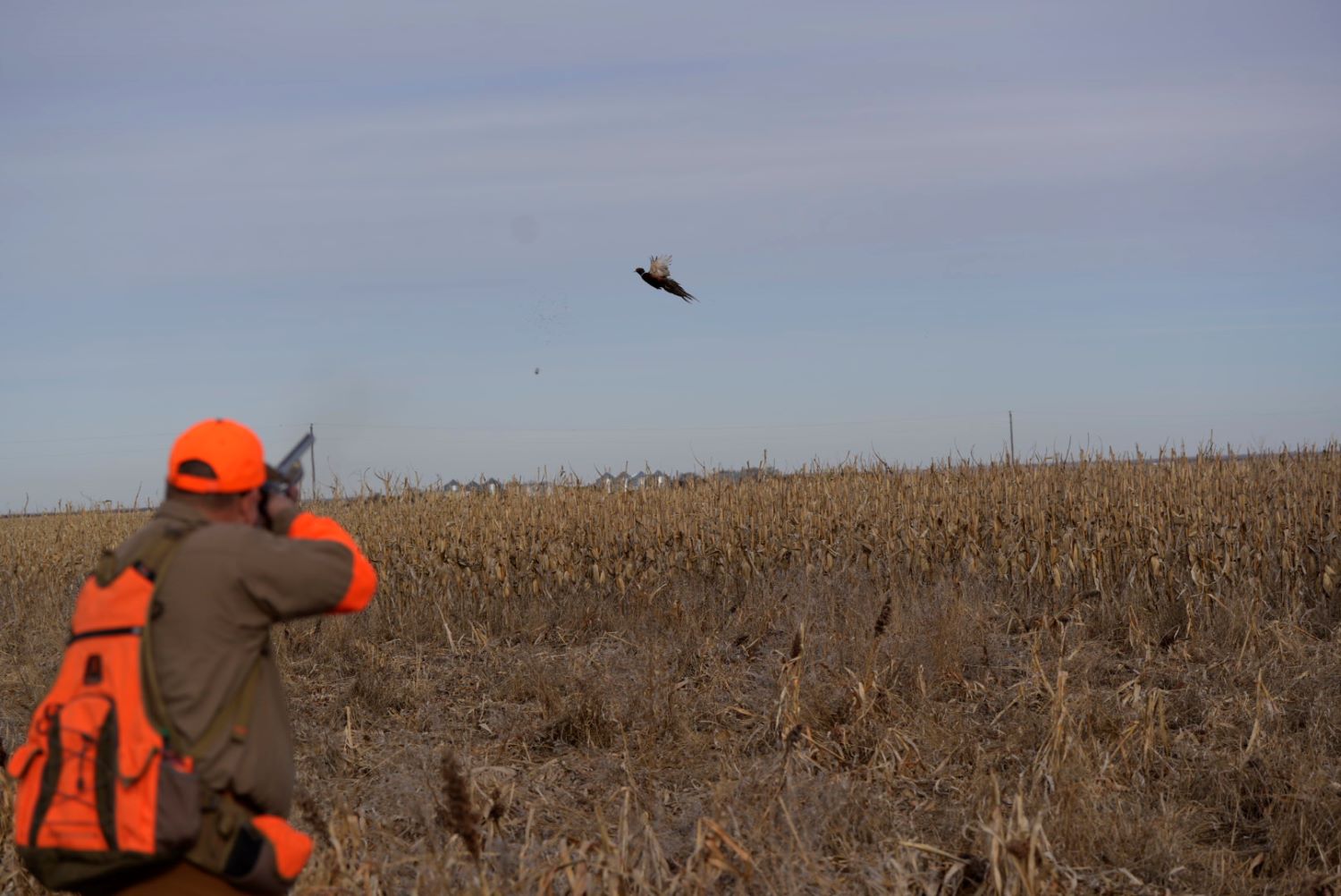 Fenson Shooting a Pheasant in the field