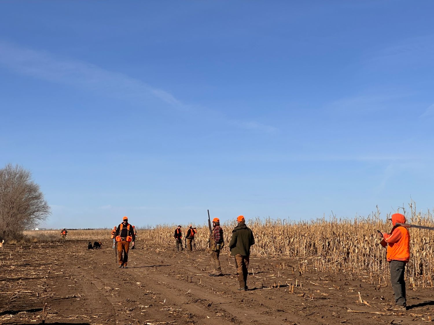 Pheasant hunters in corn field with dogs 