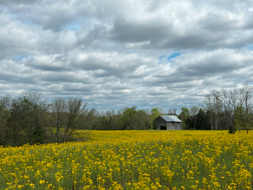 View of the field 