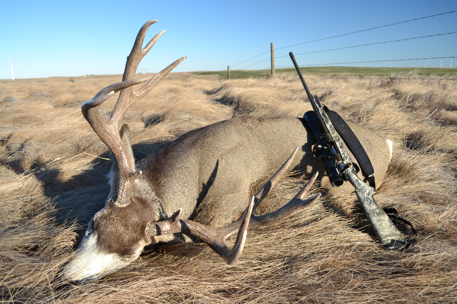 Mule deer Alberta hunted