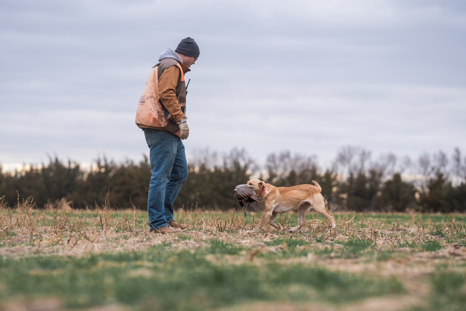 Yellow Lab retrieving a rooster for the hunter 