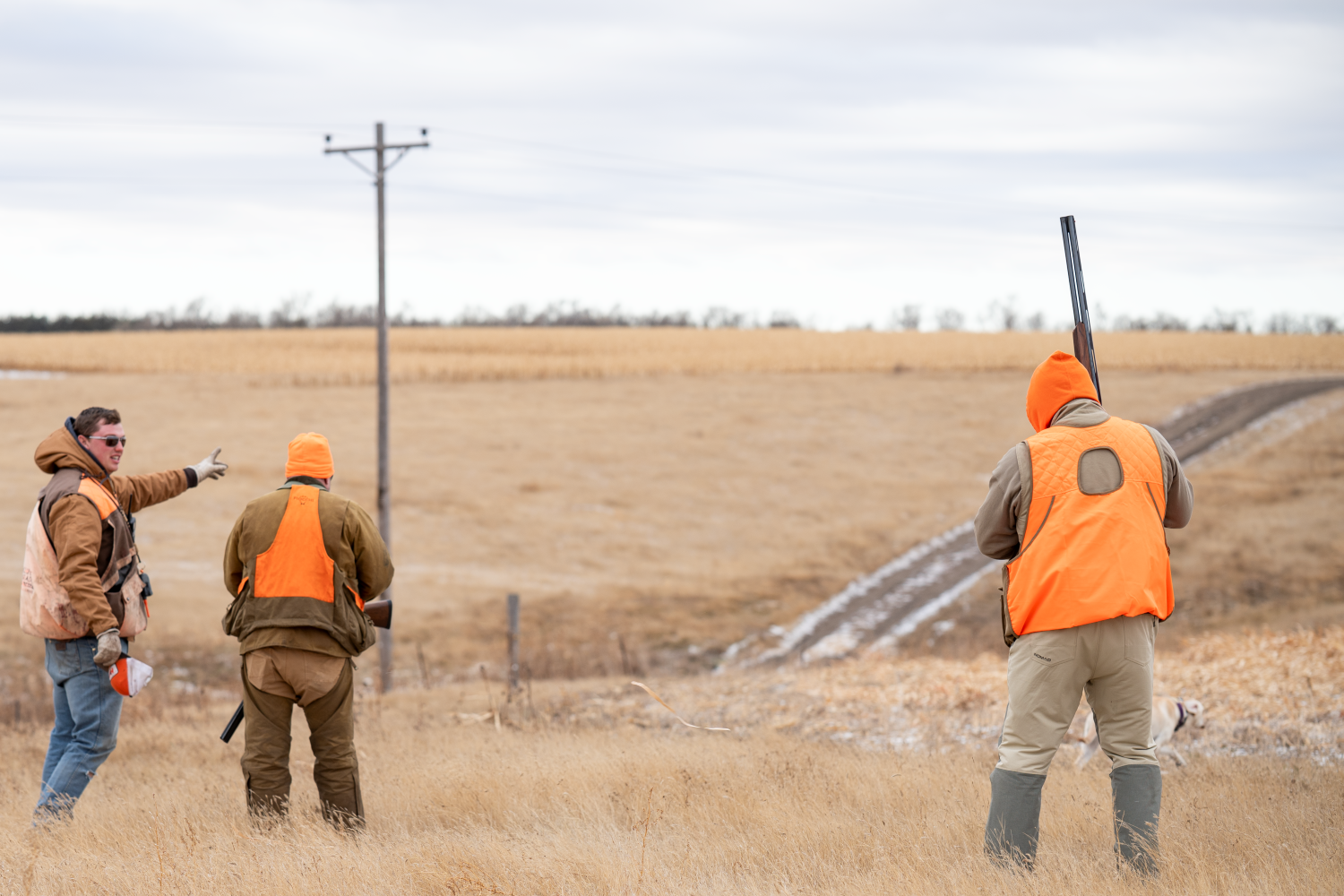 Hunters in a Pheasant field with gun pointed up locked and loaded for a rooster
