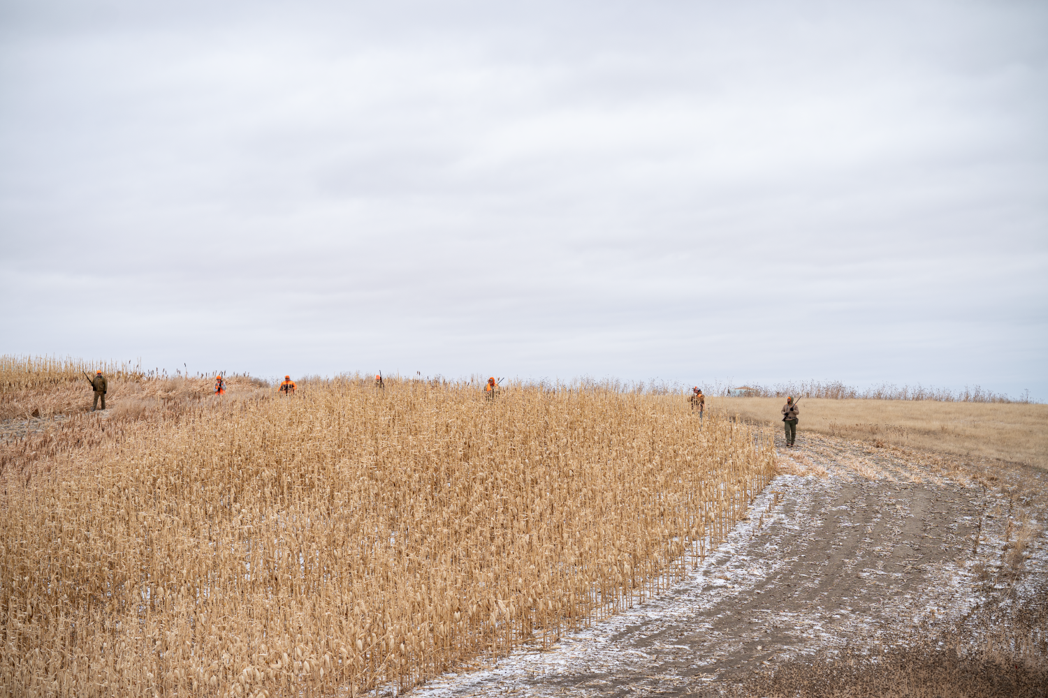 A group of Pheasant hunters walking in a field waiting for a flush 