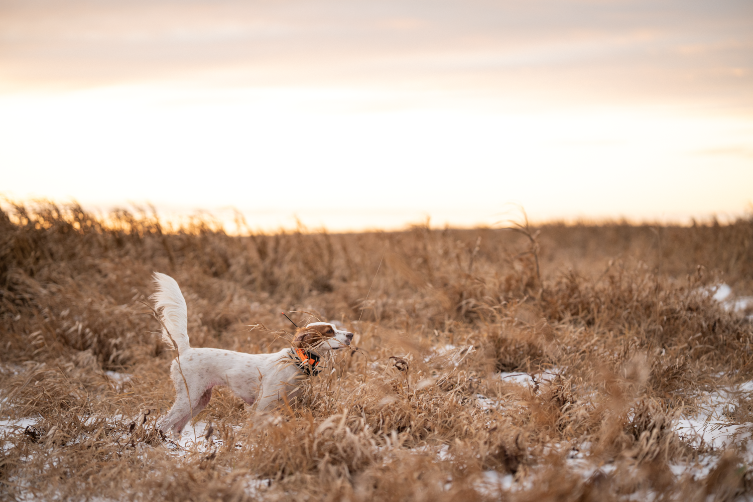 Pointer Staying still in the pheasant field on point with a rooster