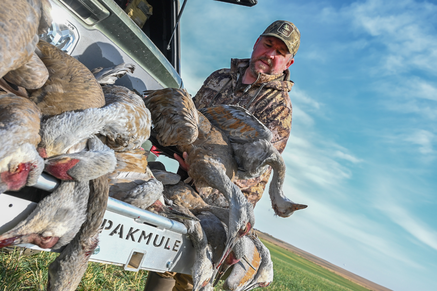 Skip with limit of sandhill cranes in the back of UTV.