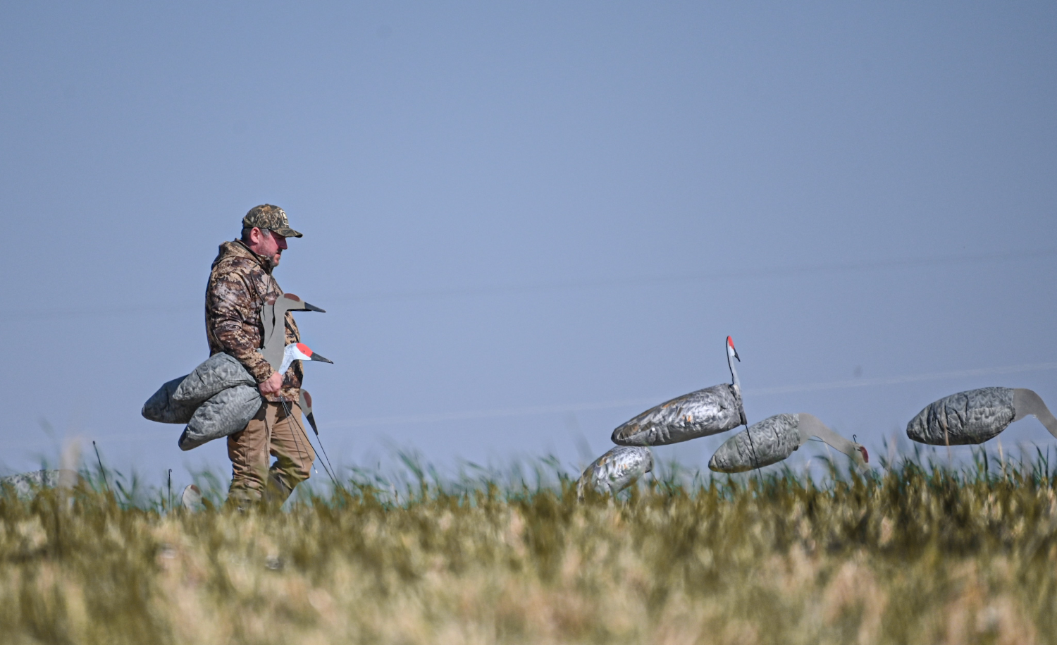 Guide in field setting up small spread of sandhiill crane decoys