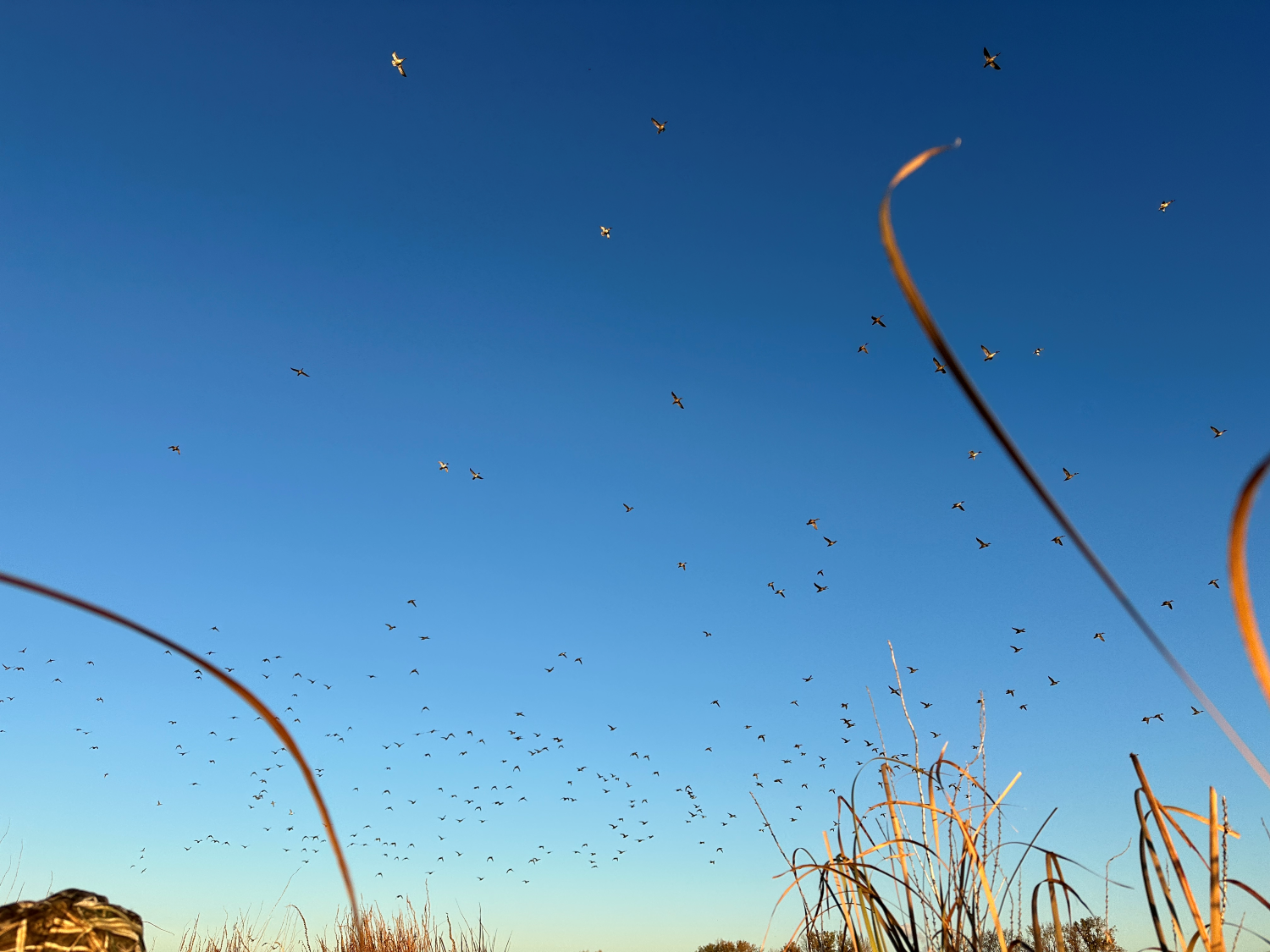 A beautiful flight of pintails at Winous Point. 
