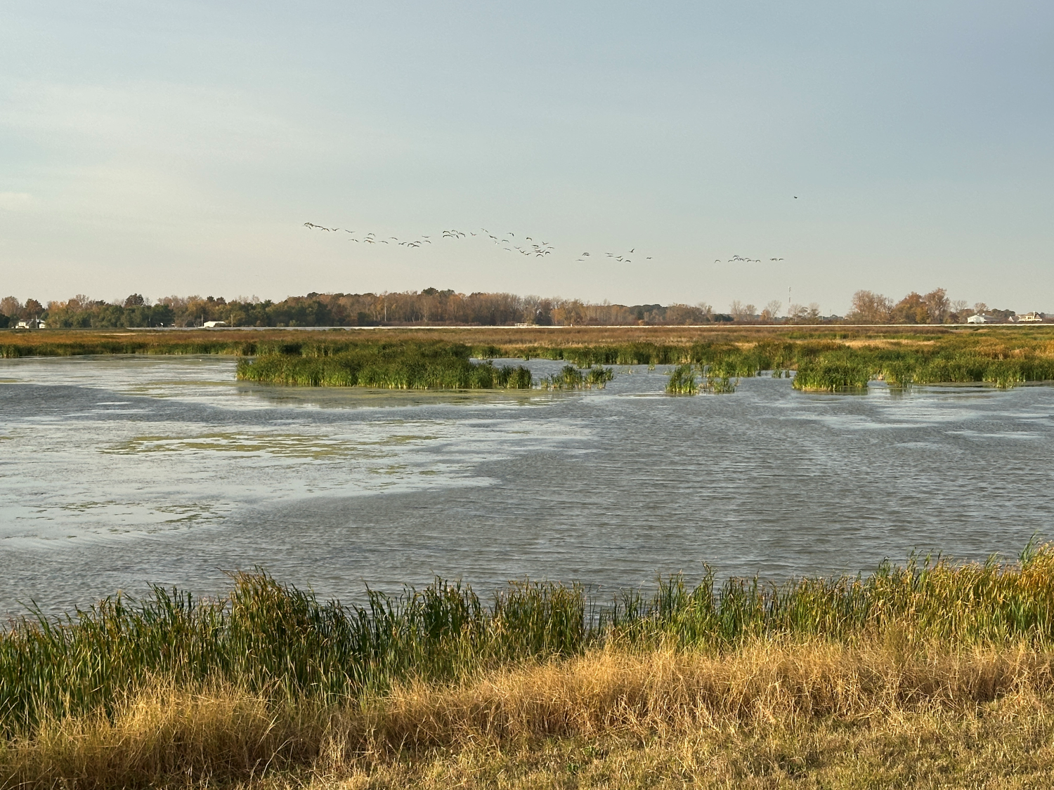 A view of Howard Marsh from the parking lot. This portion of the marsh is approximately 350 acres of reclaimed farmland.