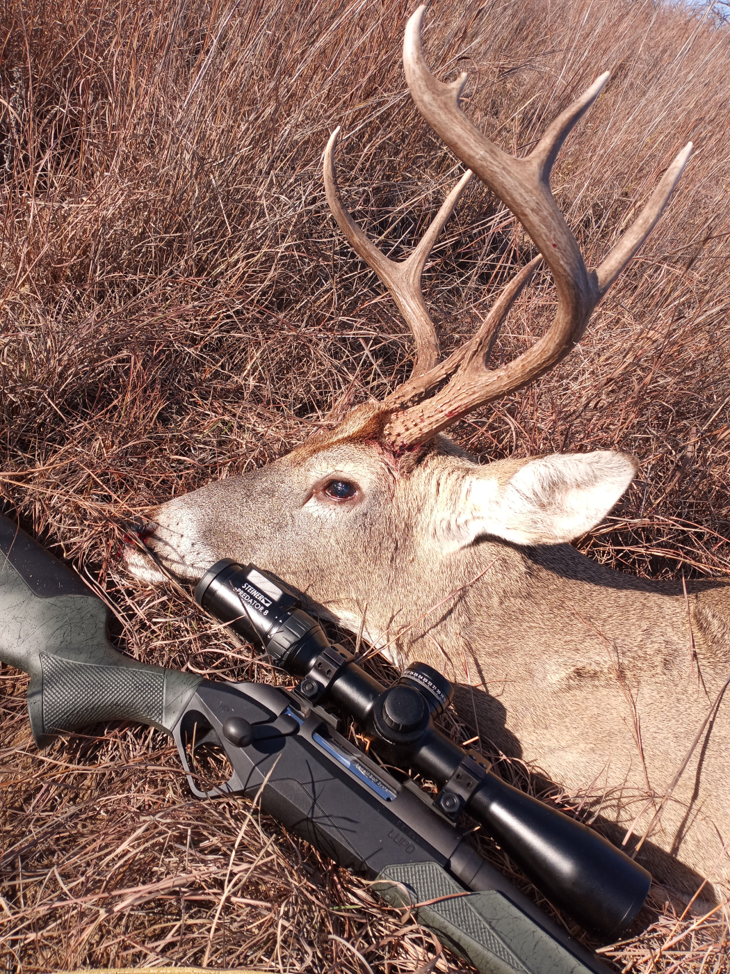 Buck down with Benelli Lupo Rifle 6.5 Crd.