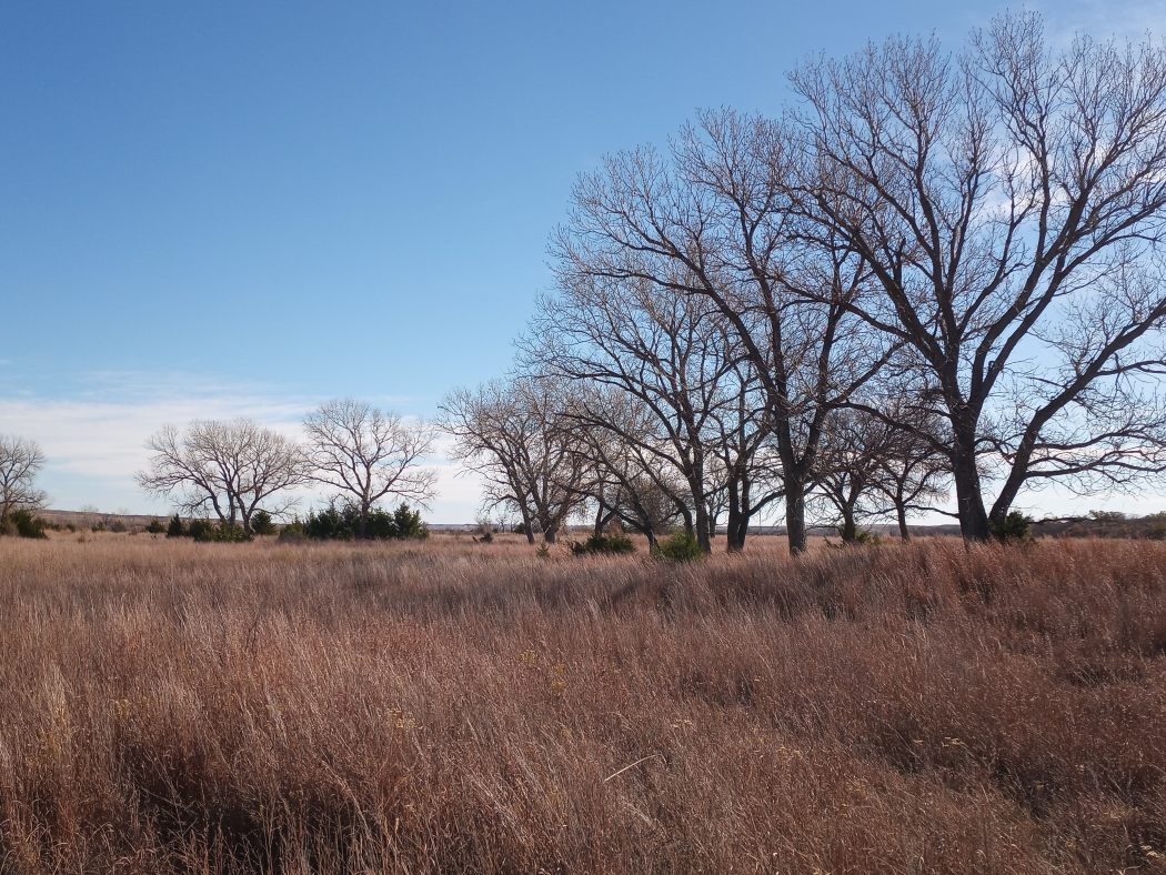 Waist-high grass with few trees in a field