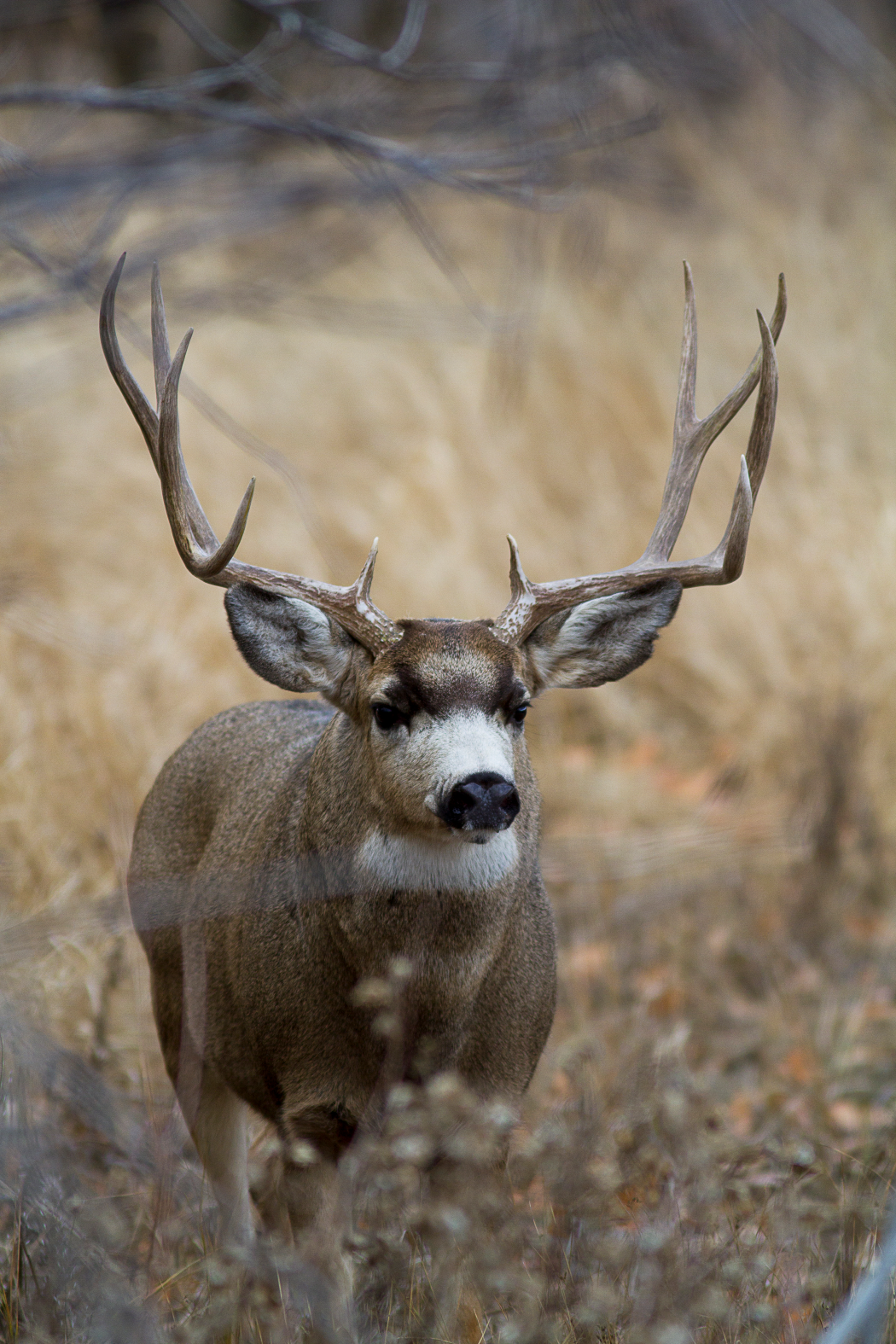 Mule Deer in a field