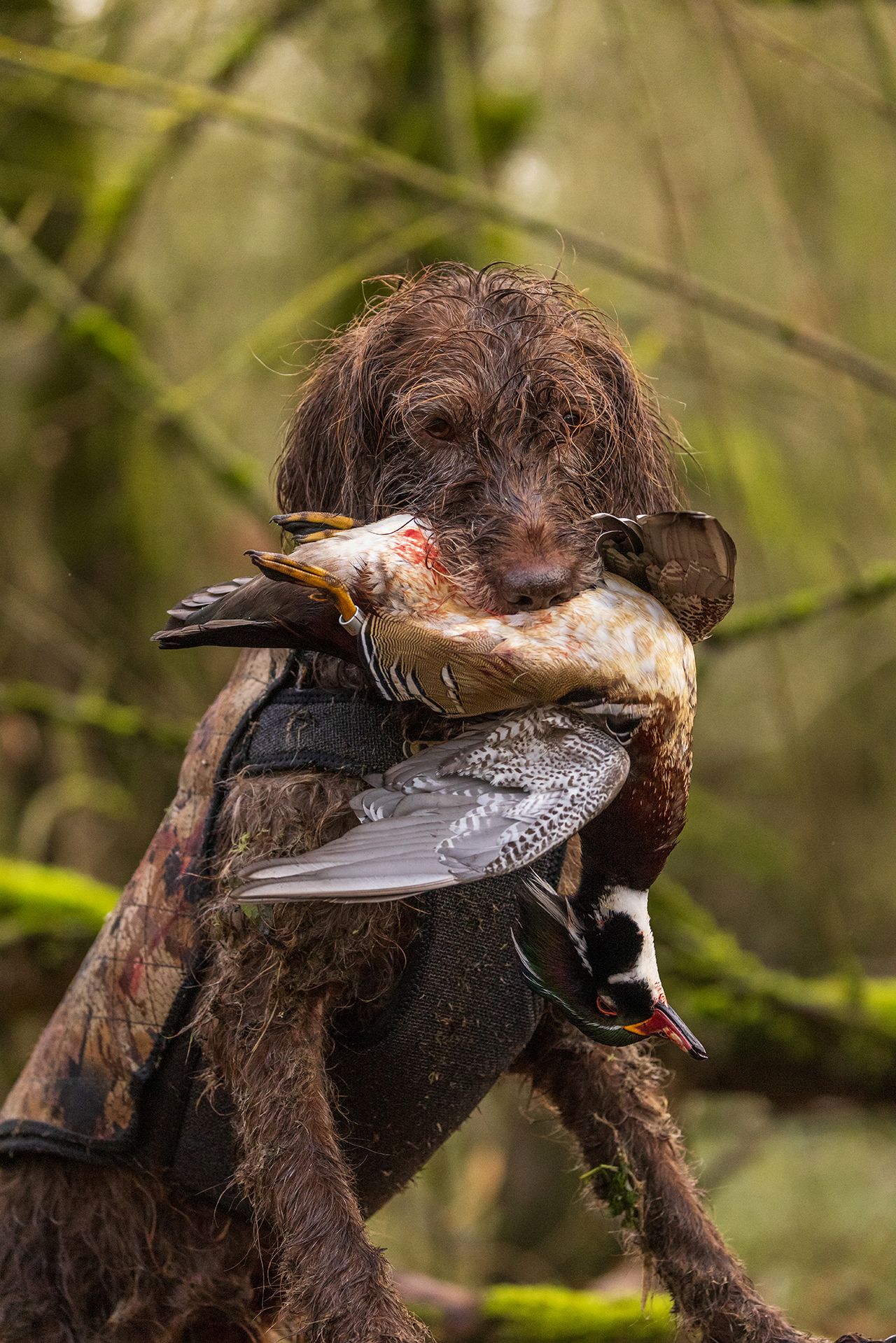Echo with retrieved banded bird 
