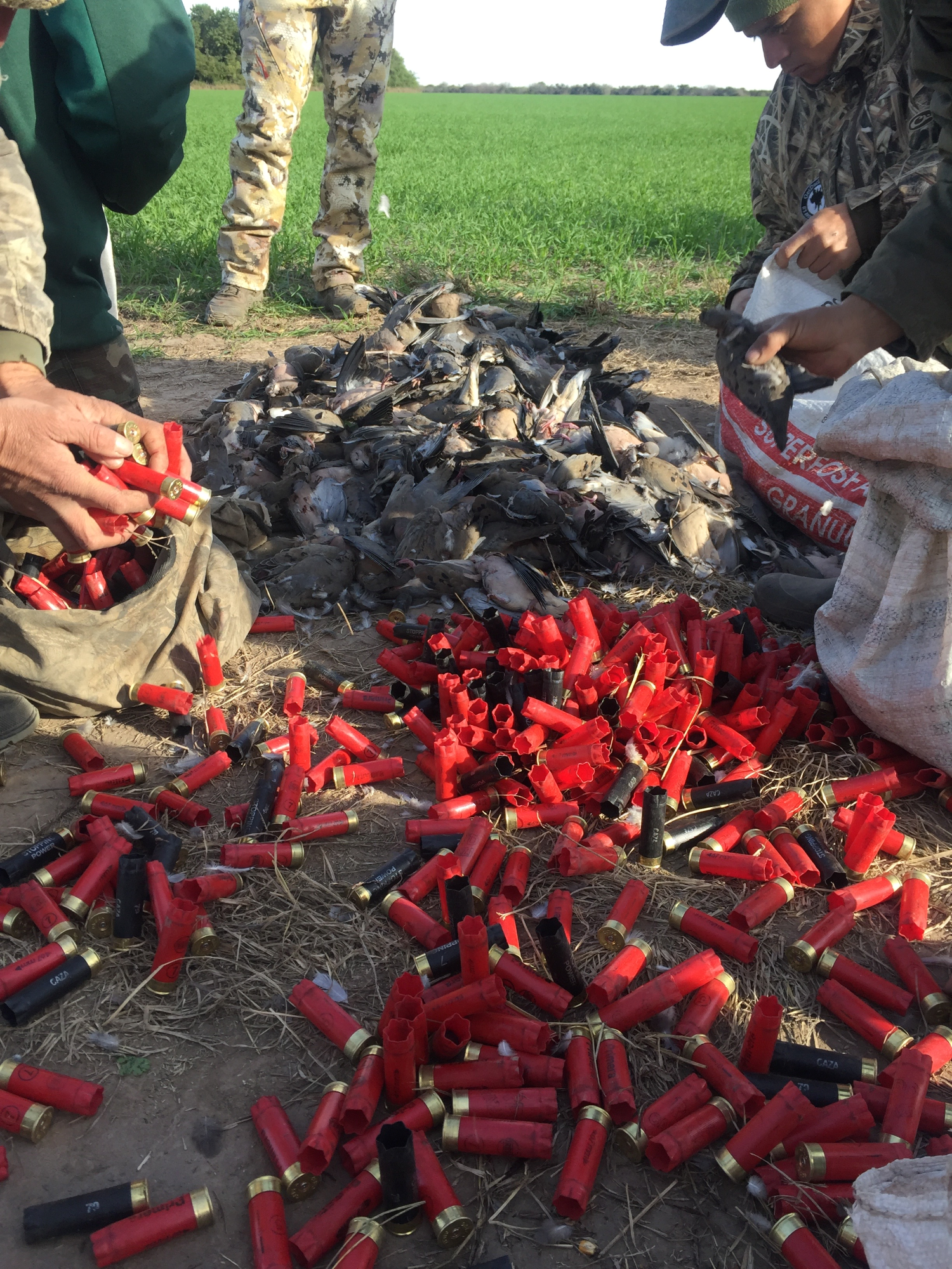 Doves and shells 