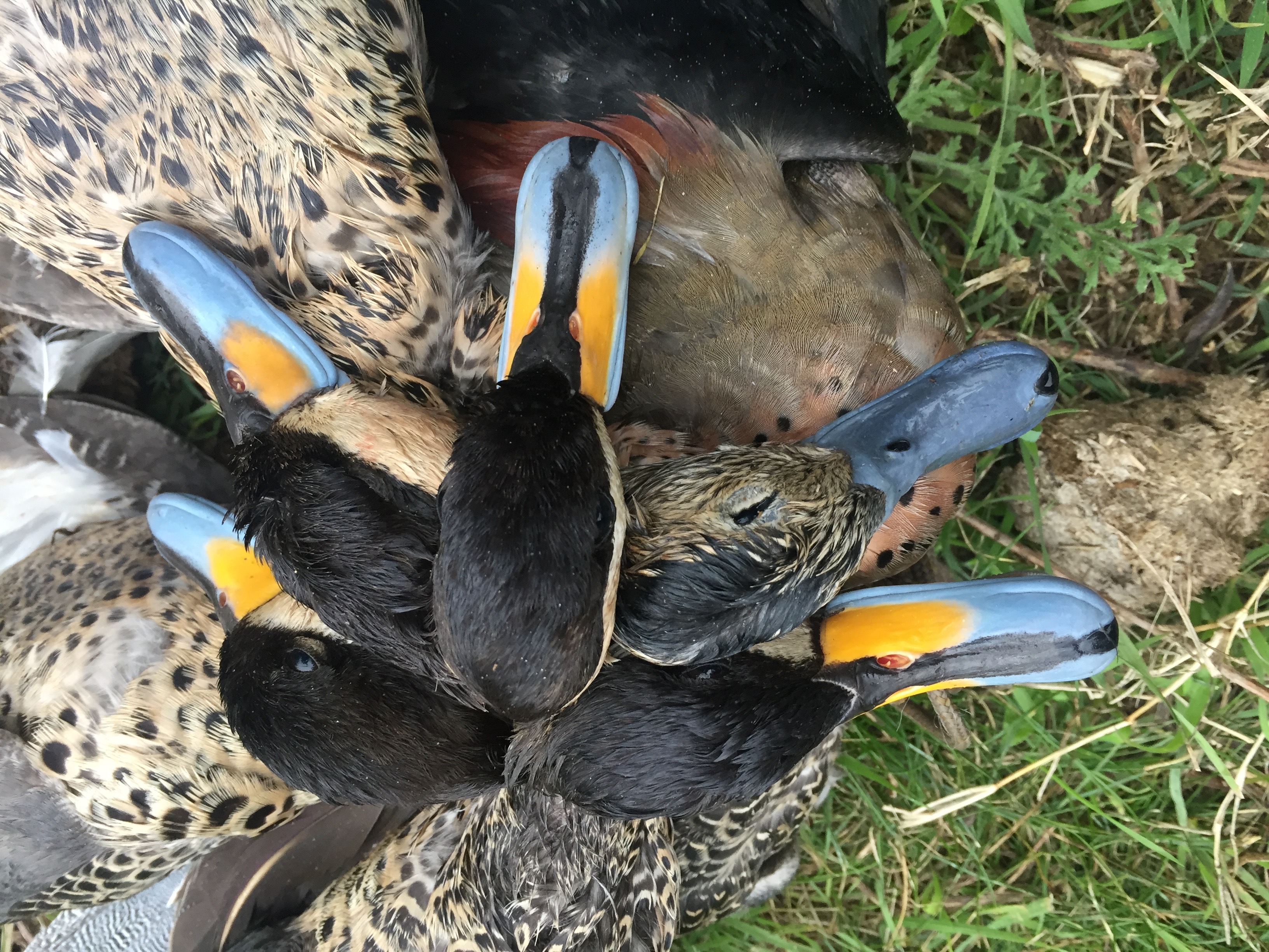 Ducks 