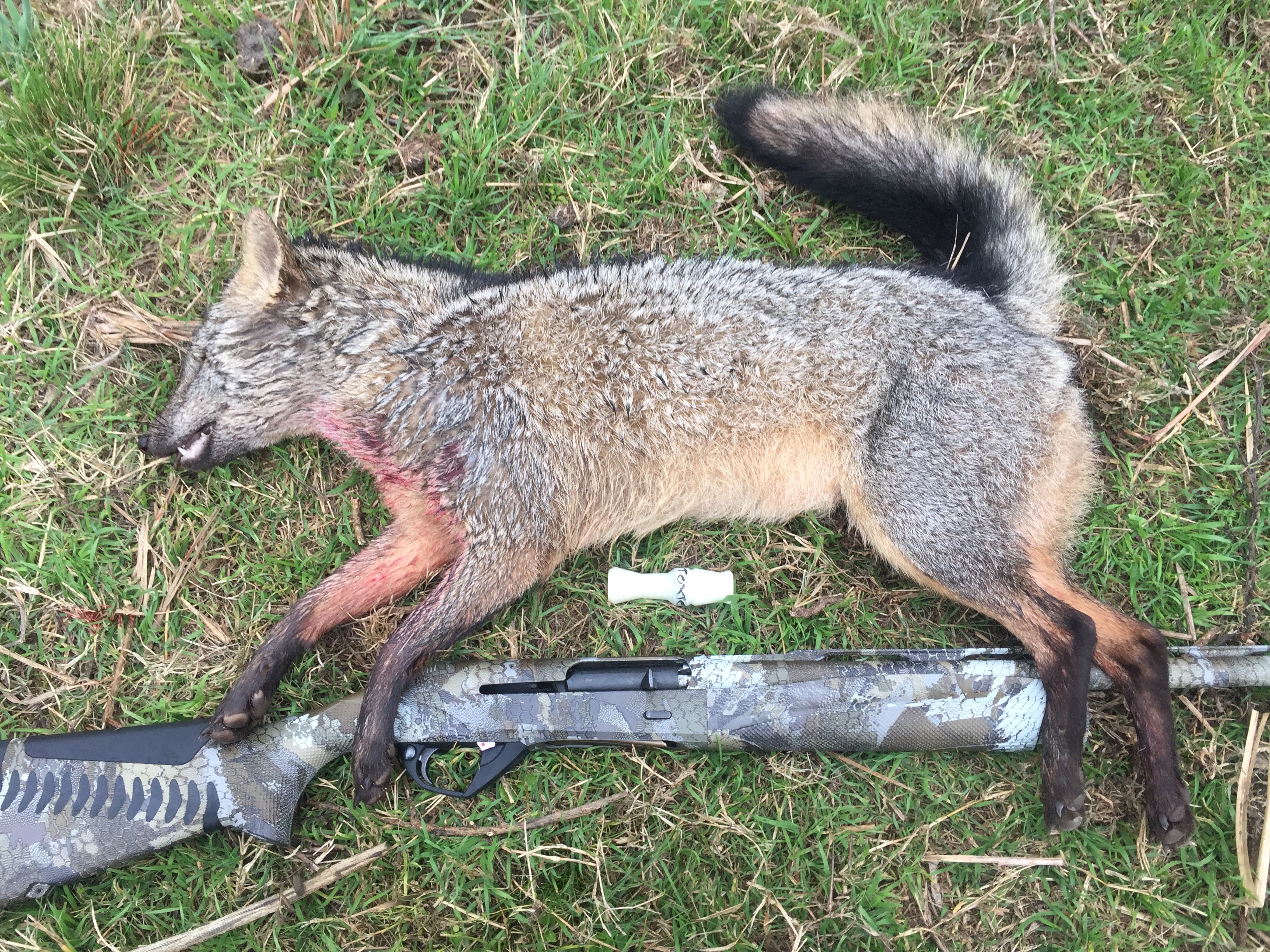 Coyote and SBE 3 