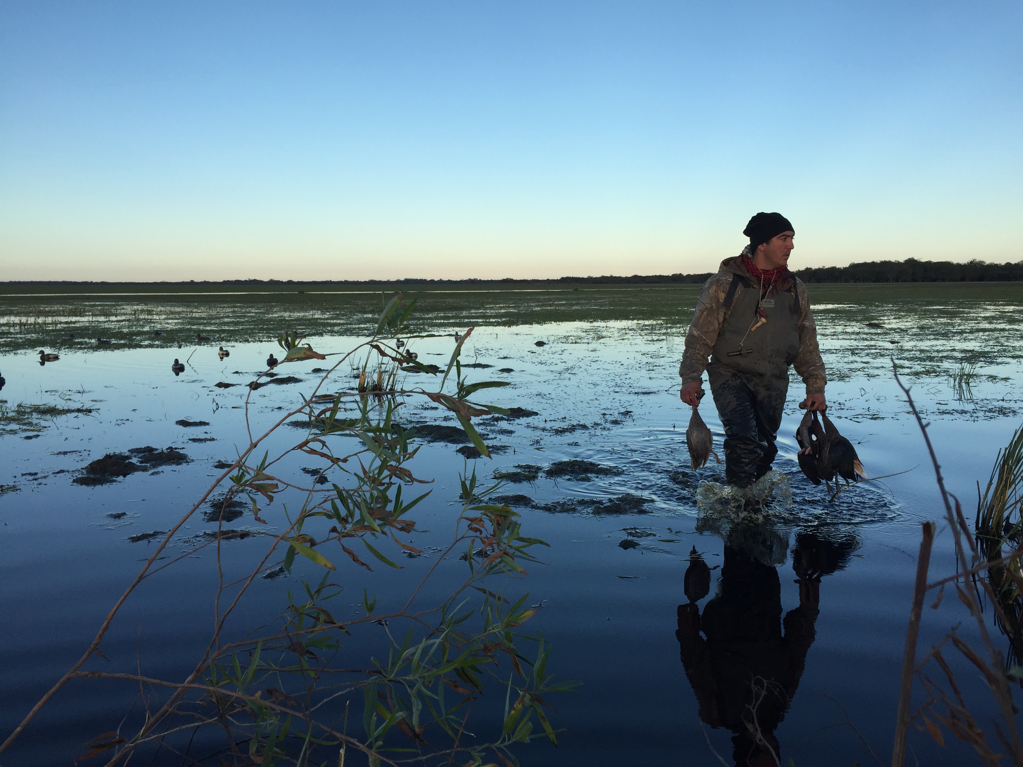 Duck hunter in waders with harvested ducks in hand.