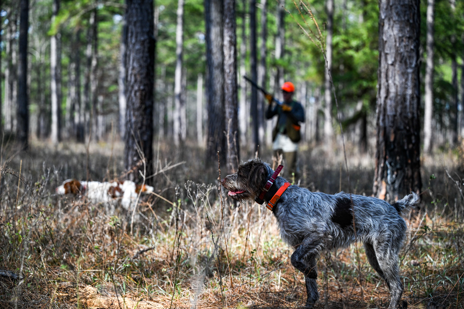 Dog on point in the woods with hunter behind