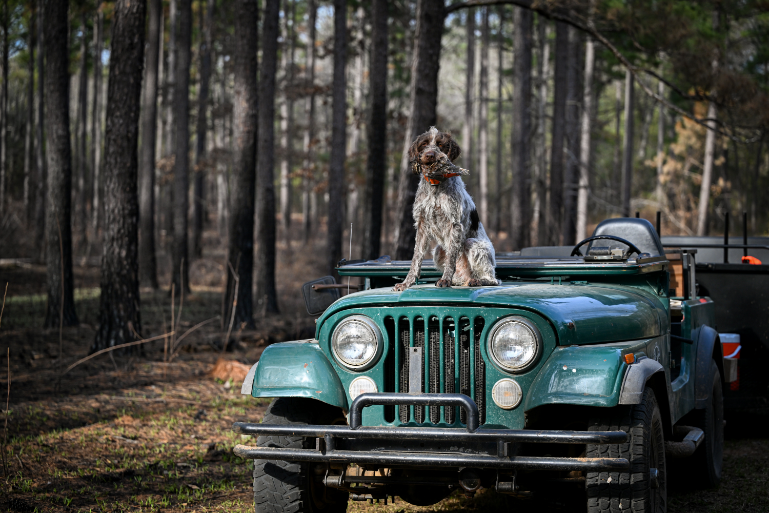 Pointer on the hood of a jeep with a retrieve.