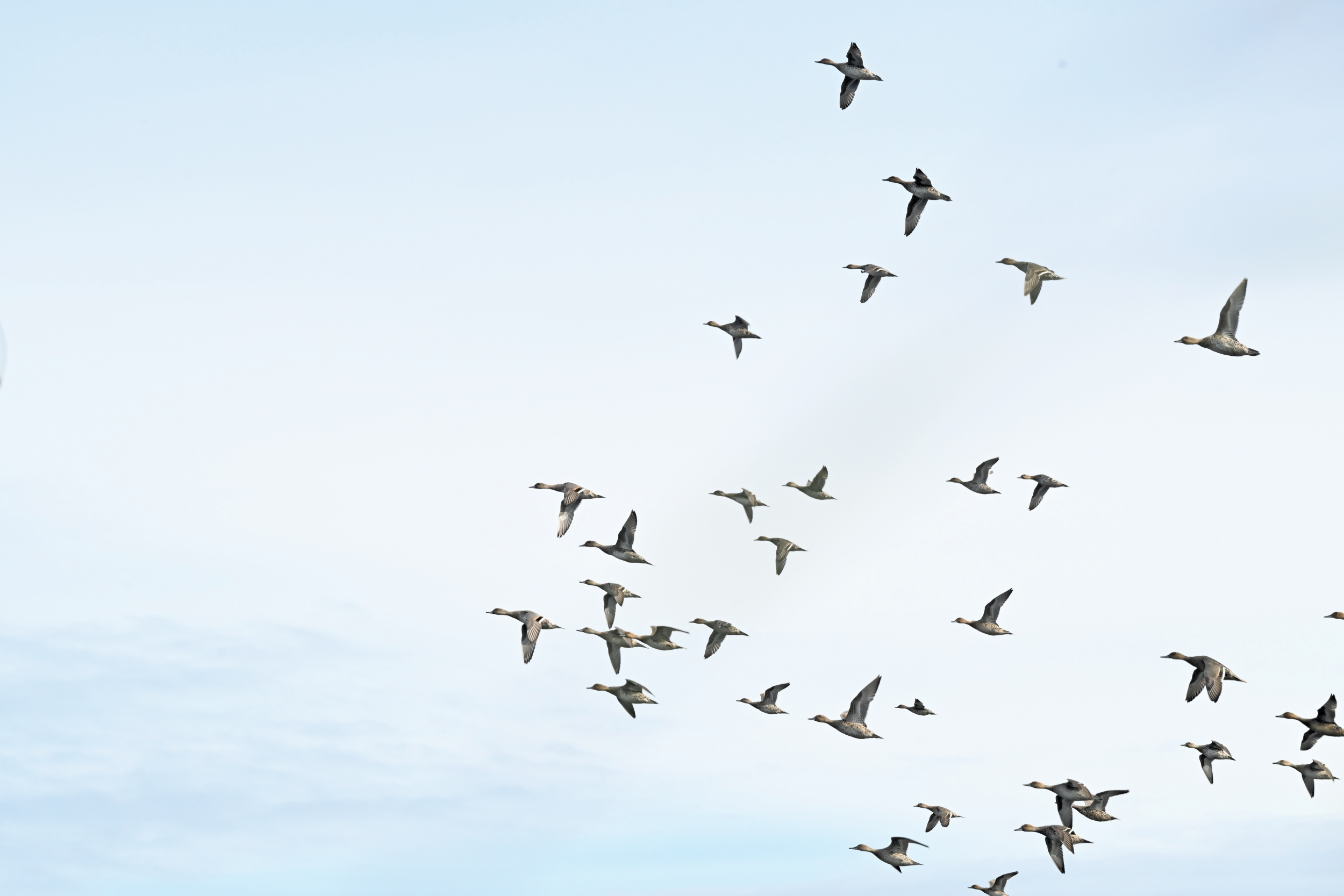 Ducks and geese flying